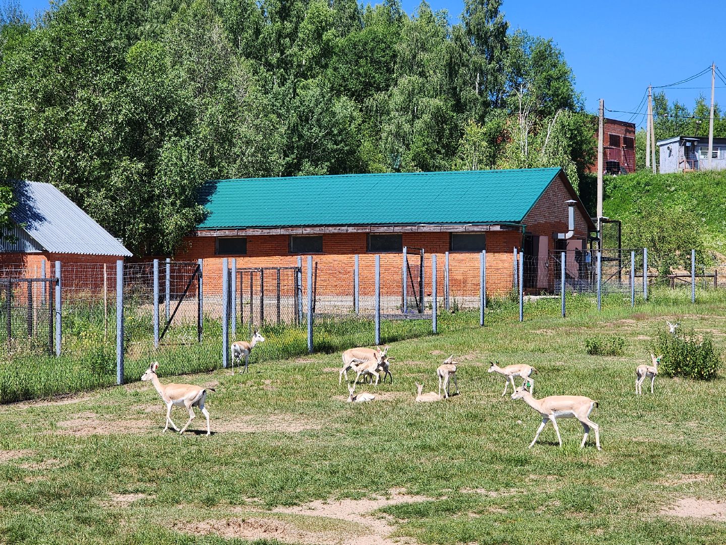 волоколамск, Редкие виды животных, Сычево, животные, зоопарк,