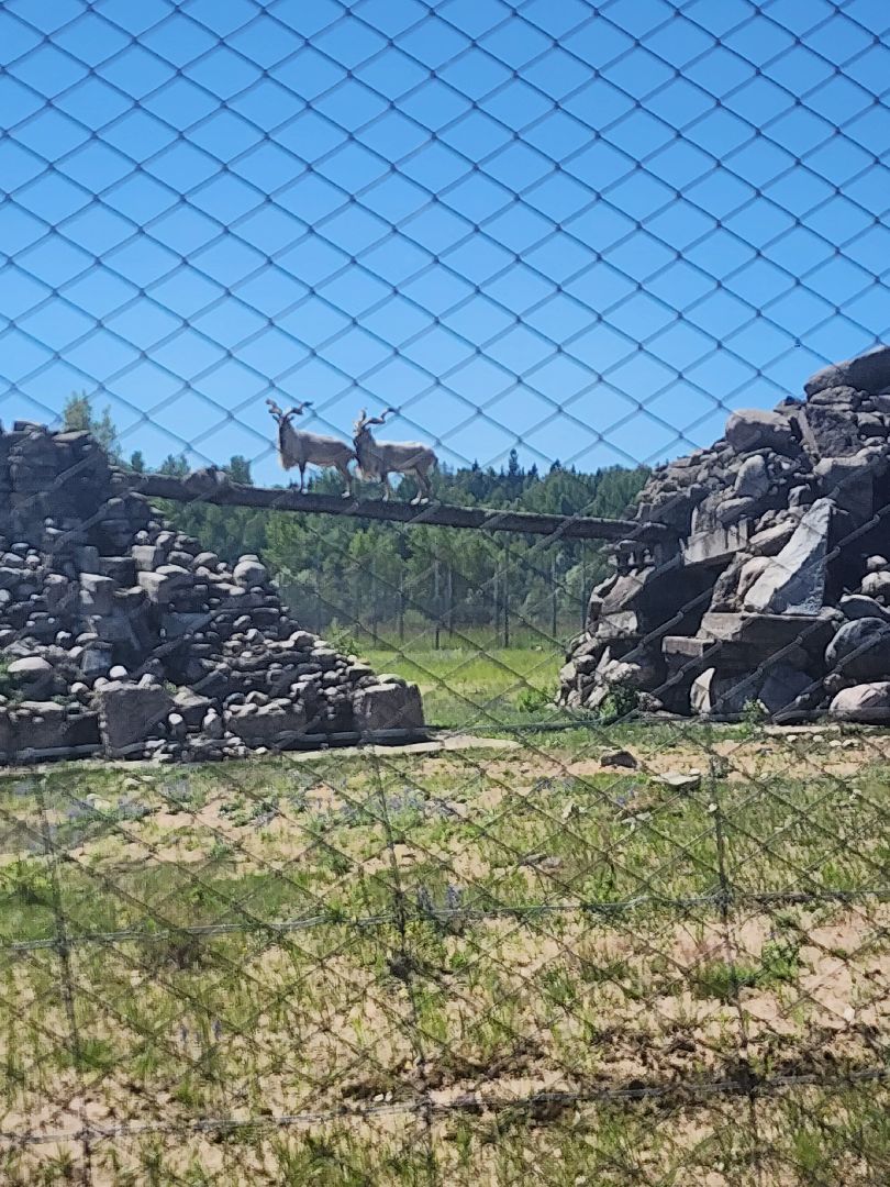 волоколамск, Редкие виды животных, Сычево, животные, зоопарк,