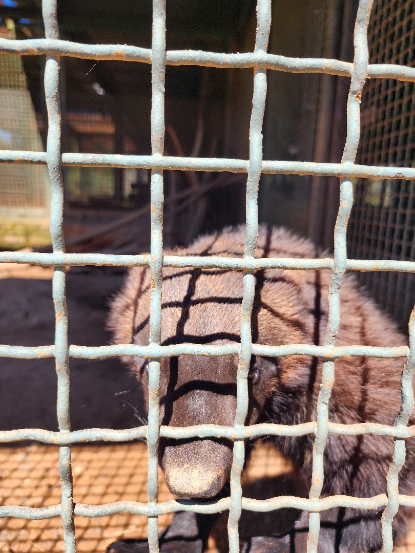 волоколамск, Редкие виды животных, Сычево, животные, зоопарк,