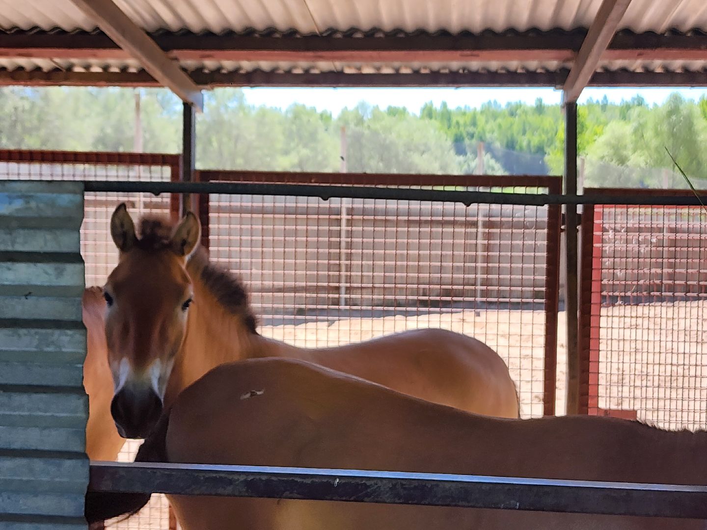 волоколамск, Редкие виды животных, Сычево, животные, зоопарк,