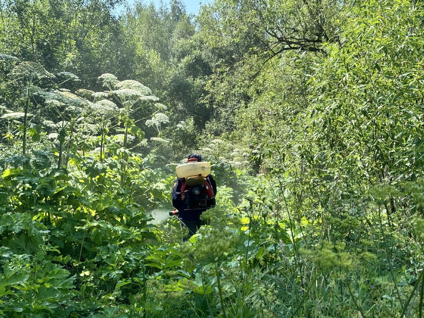 шаховская, борщевик, борщевик сосновского, борьба с борщевиком,