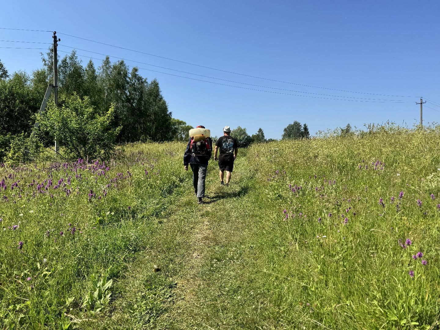 шаховская, борщевик, борщевик сосновского, борьба с борщевиком,