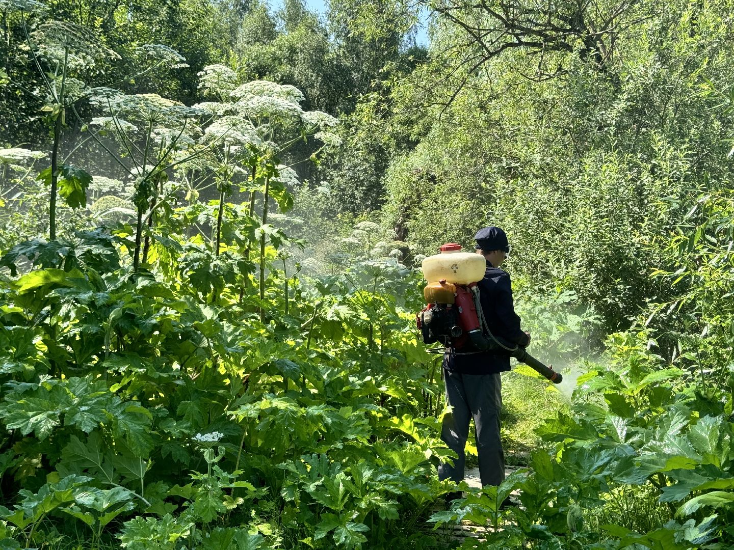 шаховская, борщевик, борщевик сосновского, борьба с борщевиком,
