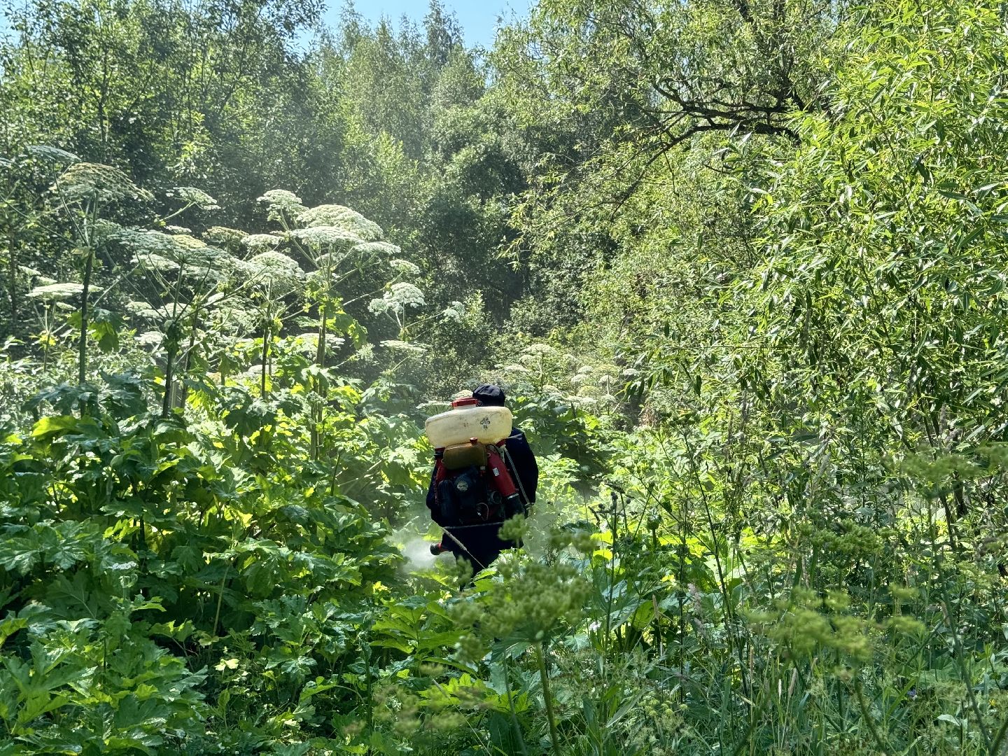 шаховская, борщевик, борщевик сосновского, борьба с борщевиком,