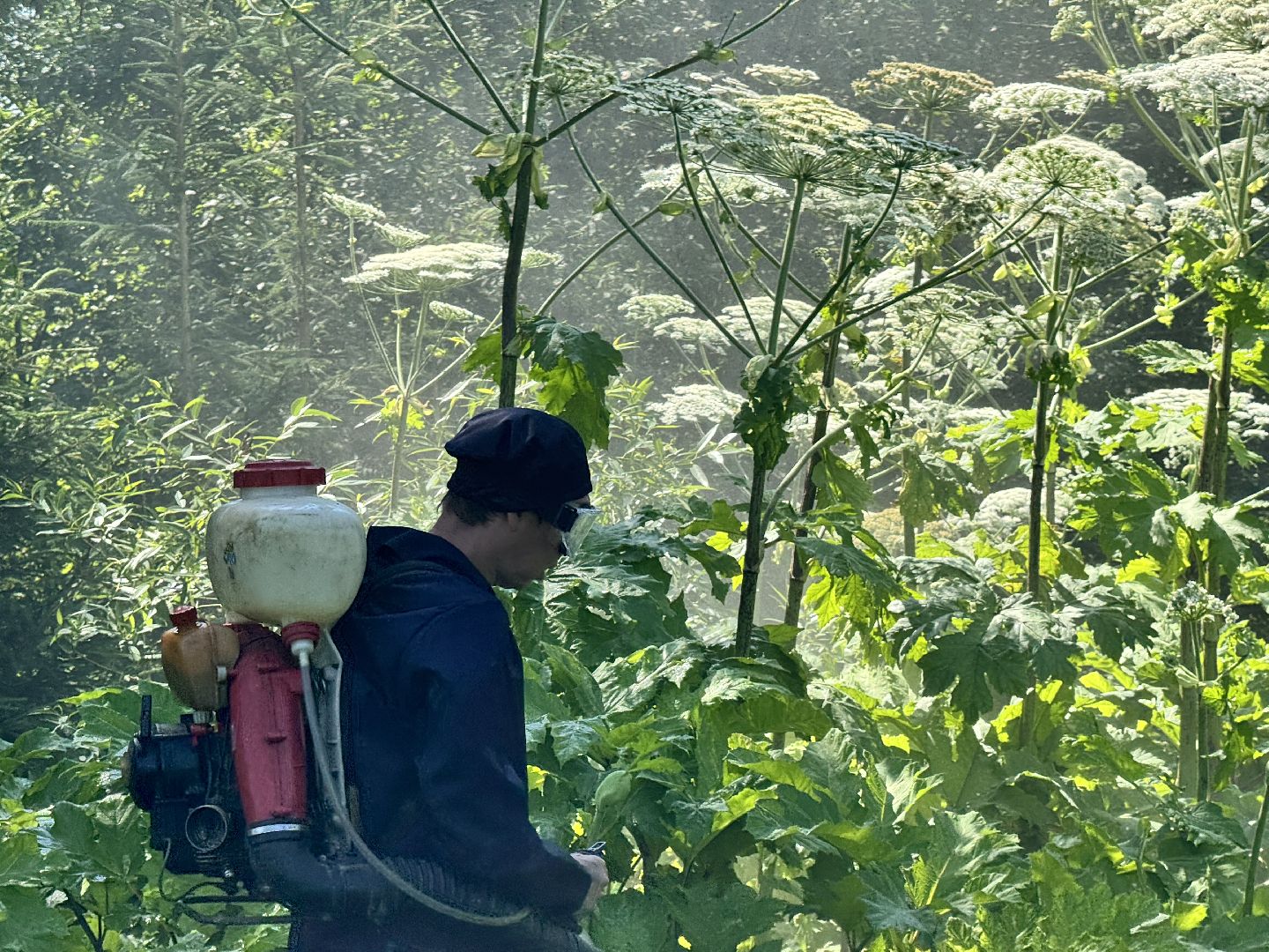 шаховская, борщевик, борщевик сосновского, борьба с борщевиком,