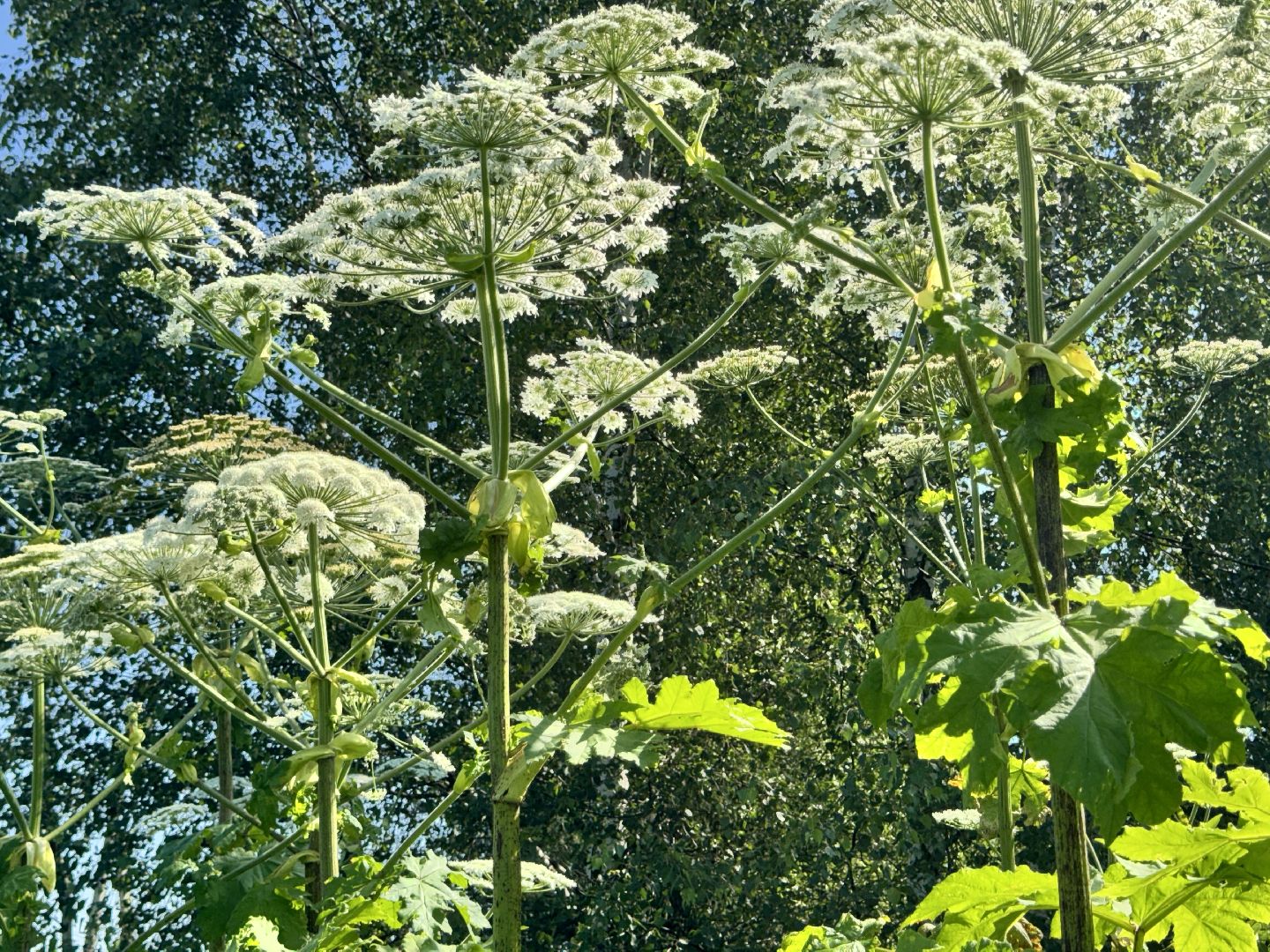 шаховская, борщевик, борщевик сосновского, борьба с борщевиком,