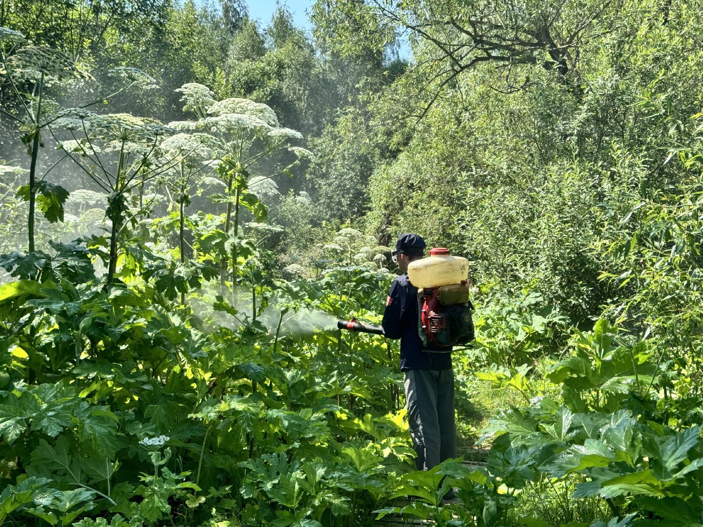 шаховская, борщевик, борщевик сосновского, борьба с борщевиком,
