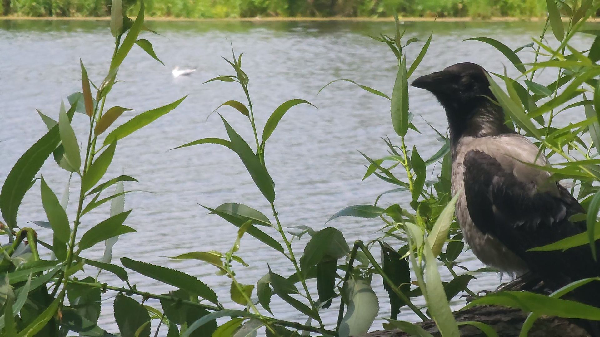 одинцово, экология, губернаторская программа, 100 прудов и озер, водоемы,