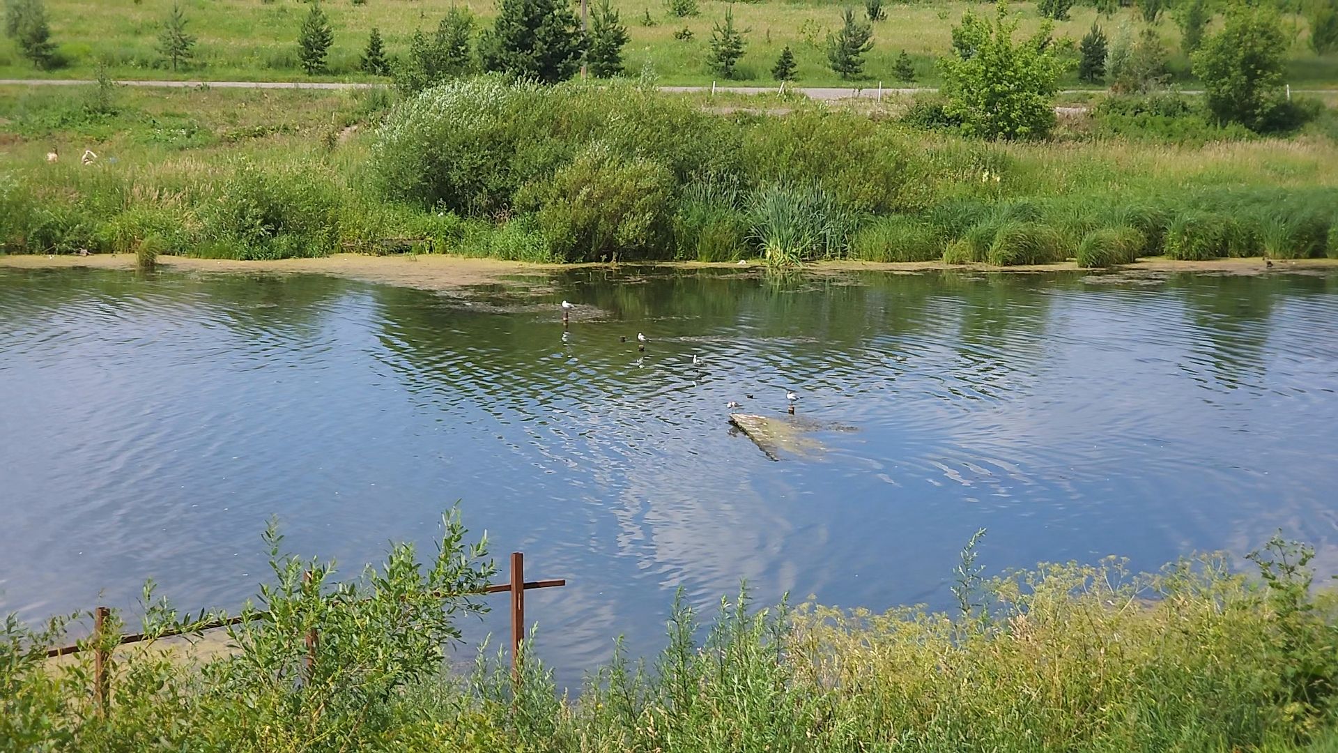 одинцово, экология, губернаторская программа, 100 прудов и озер, водоемы,