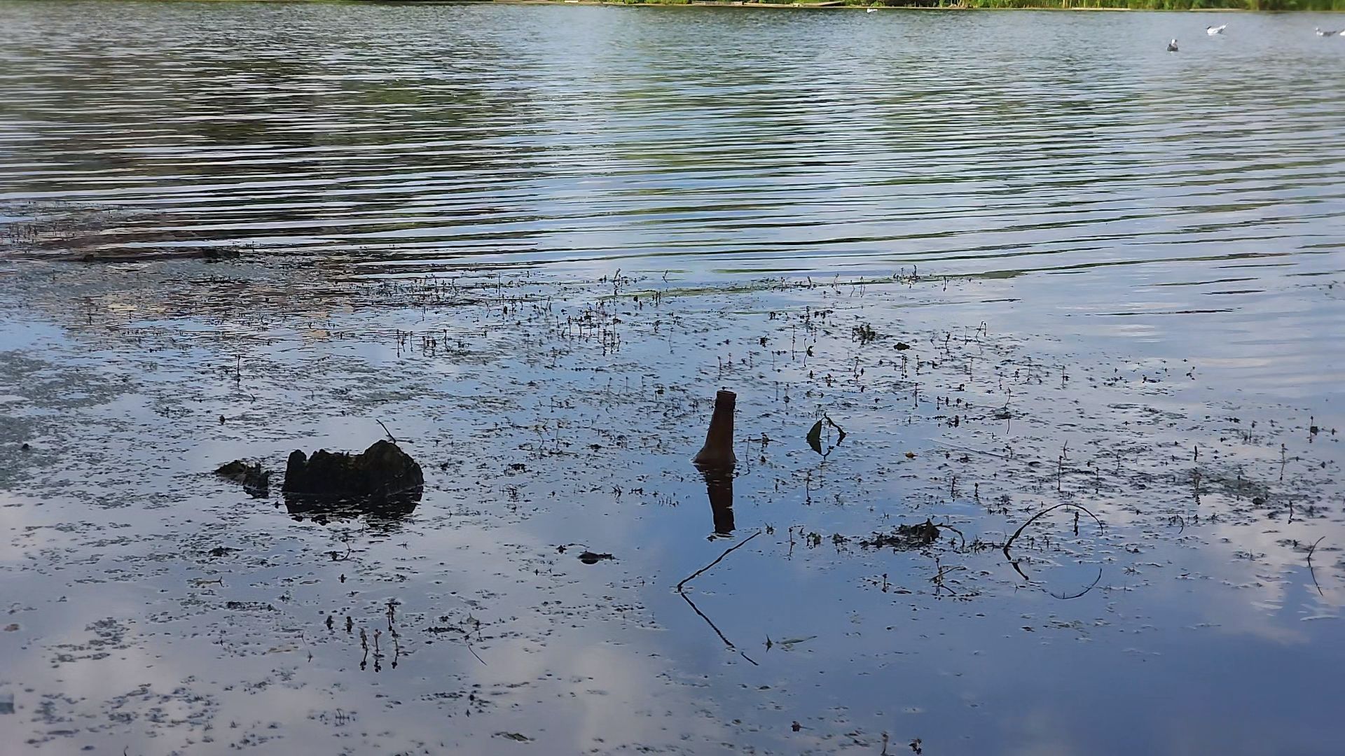 одинцово, экология, губернаторская программа, 100 прудов и озер, водоемы,
