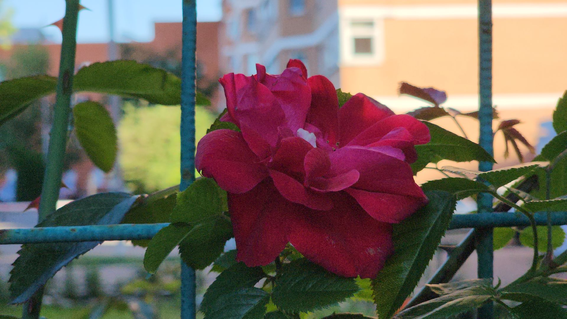 долгожительница, долгожители подмосковья, тсж, садовник, красногорск,