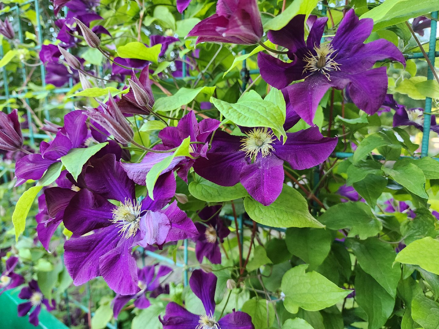 долгожительница, долгожители подмосковья, тсж, садовник, красногорск,