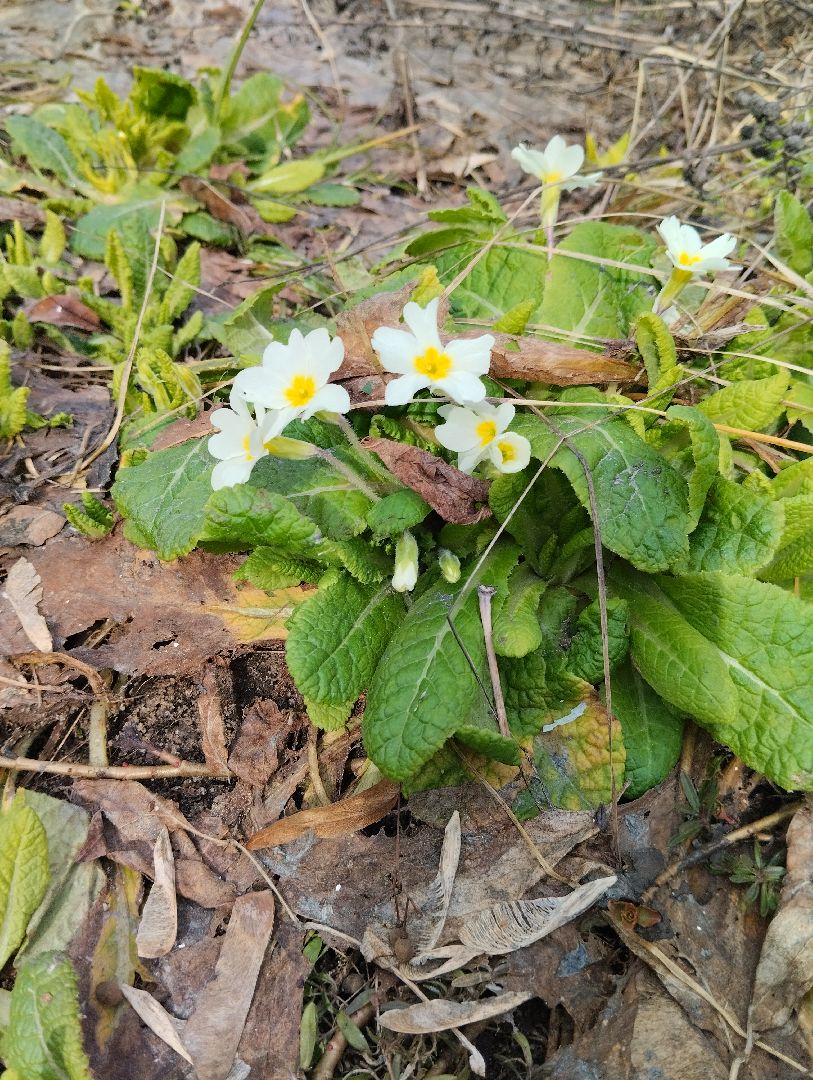 Старая Купавна, природа, весна, Богородский городской округ, животные