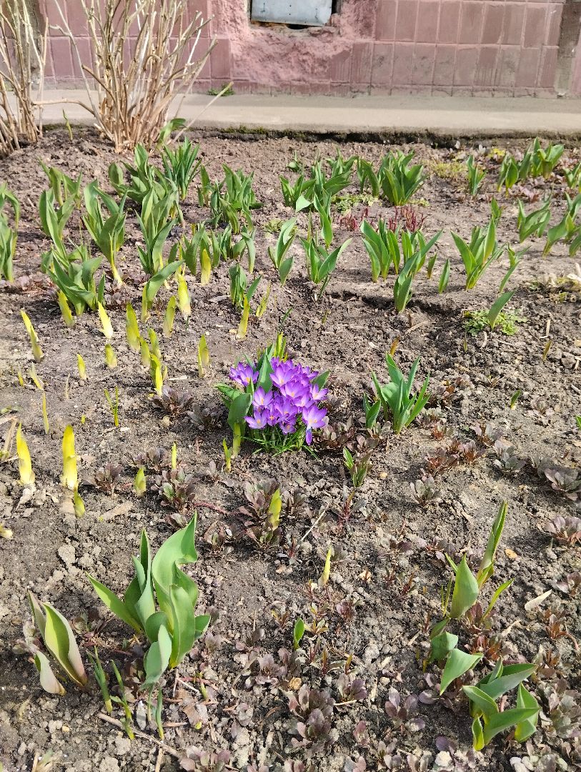 Старая Купавна, природа, весна, Богородский городской округ, животные