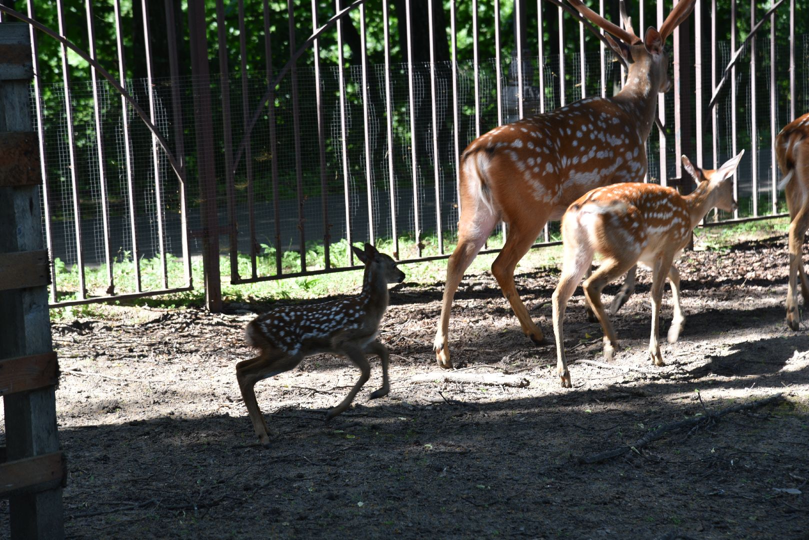 лотошино, лотошинский парк, пятнистые олени, парки подмосковья, дети, животные,
