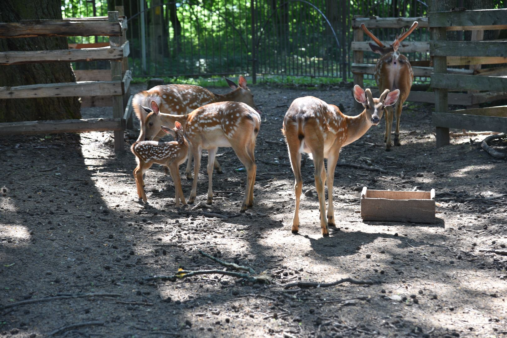 лотошино, лотошинский парк, пятнистые олени, парки подмосковья, дети, животные,