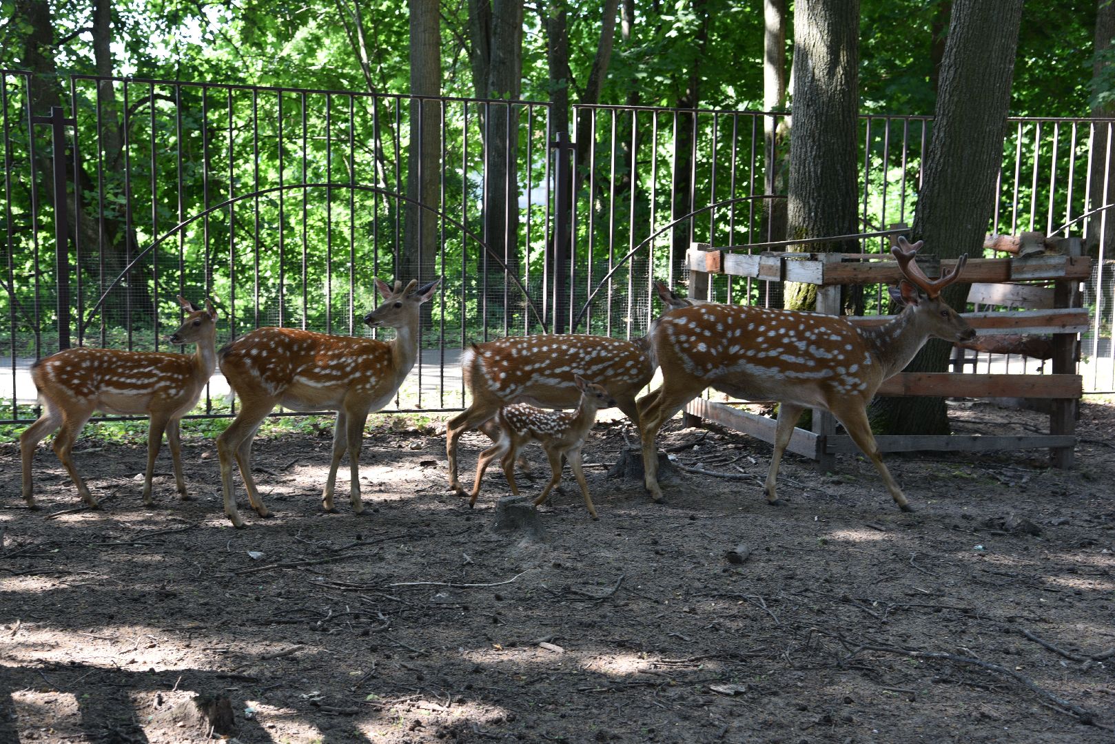 лотошино, лотошинский парк, пятнистые олени, парки подмосковья, дети, животные,