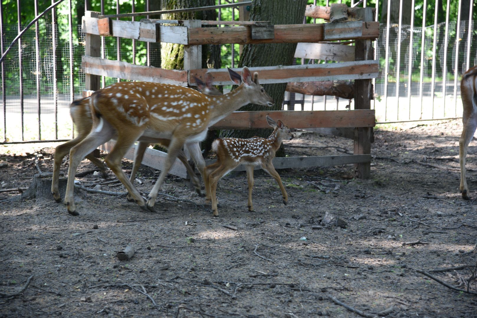 лотошино, лотошинский парк, пятнистые олени, парки подмосковья, дети, животные,