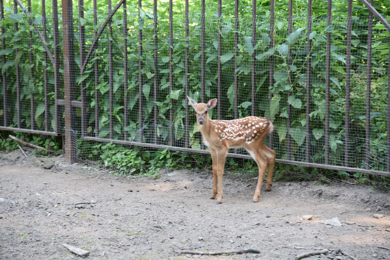 лотошино, лотошинский парк, пятнистые олени, парки подмосковья, дети, животные,