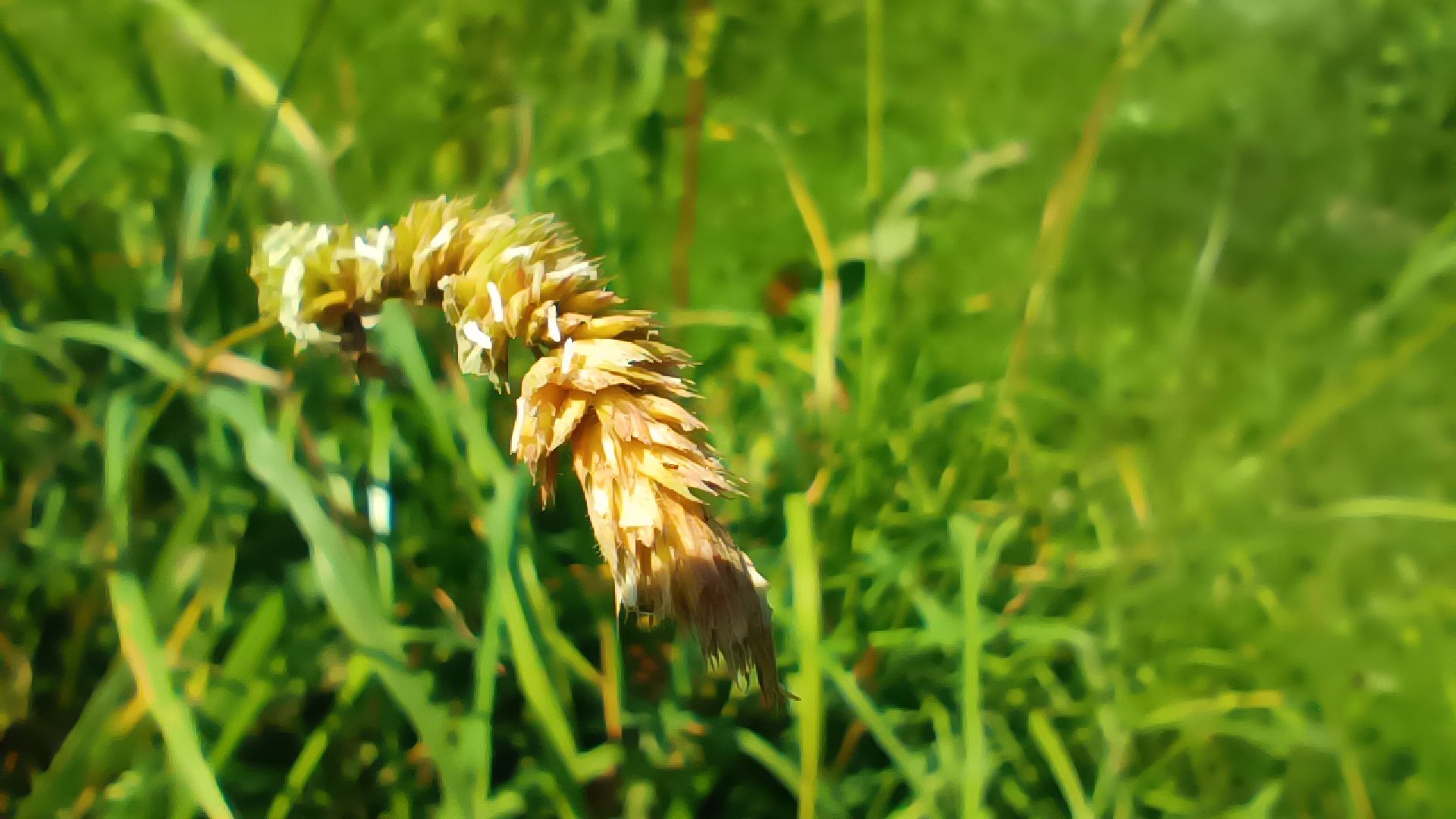 сельское хозяйство, ВИК, лобня,