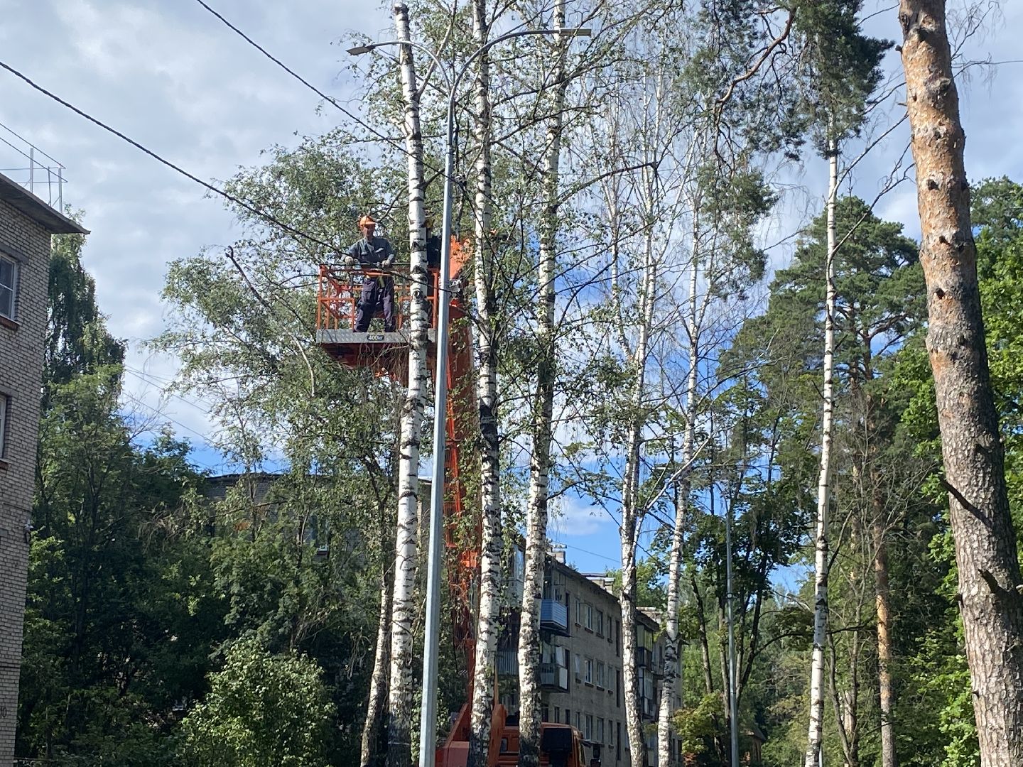 благоустройство дворовой территории, спил деревьев,аварийные деревья, сухие деревья, власиха благоустройство территории,