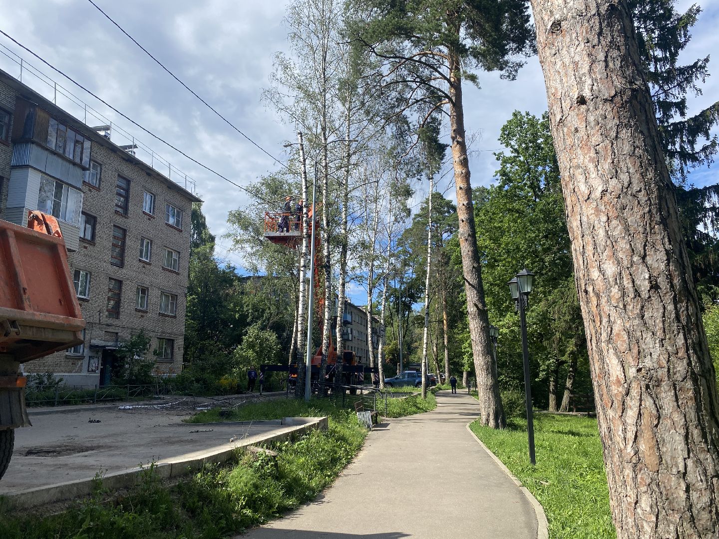 благоустройство дворовой территории, спил деревьев,аварийные деревья, сухие деревья, власиха благоустройство территории,