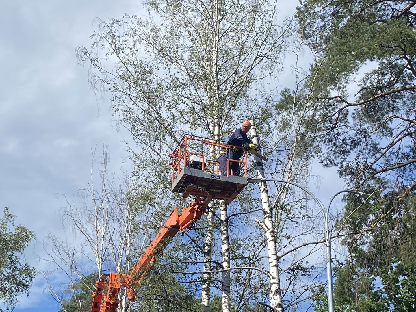благоустройство дворовой территории, спил деревьев,аварийные деревья, сухие деревья, власиха благоустройство территории,