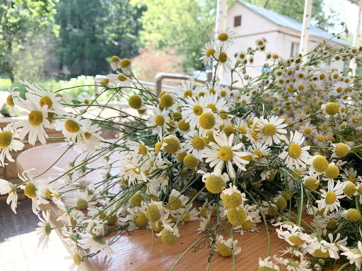 Балашиха, Подмосковье, Активное долголетие, Золотые юбиляры, золотая свадьба,