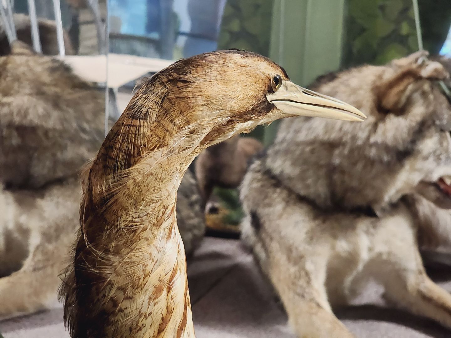 Егорьевск, Подмосковье, Московская область, Музей, Отдел истории,