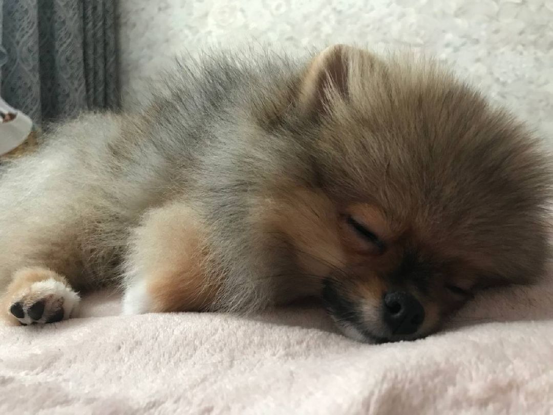 Балашиха, общество