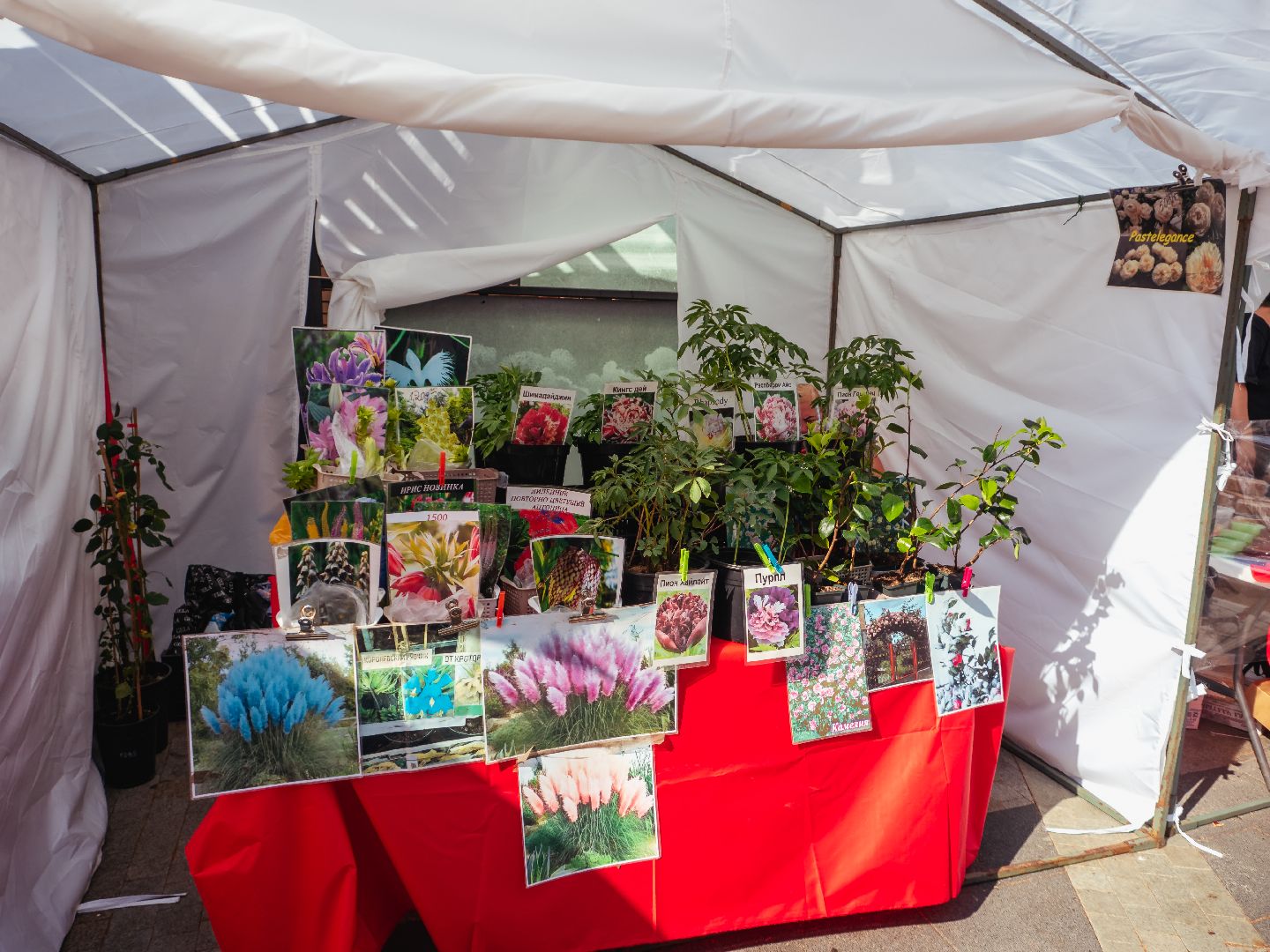 истра, мероприятие, благотворительность, сво,