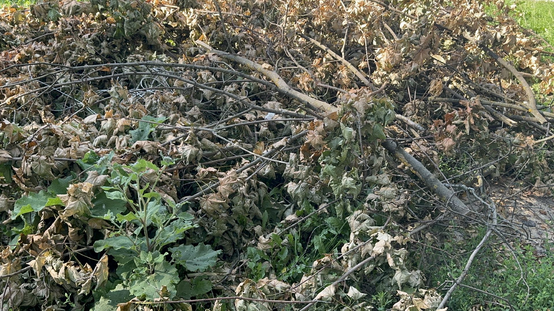 Солнечногорск, Благоустройство, Жители, Уборка дворов, обход территории,