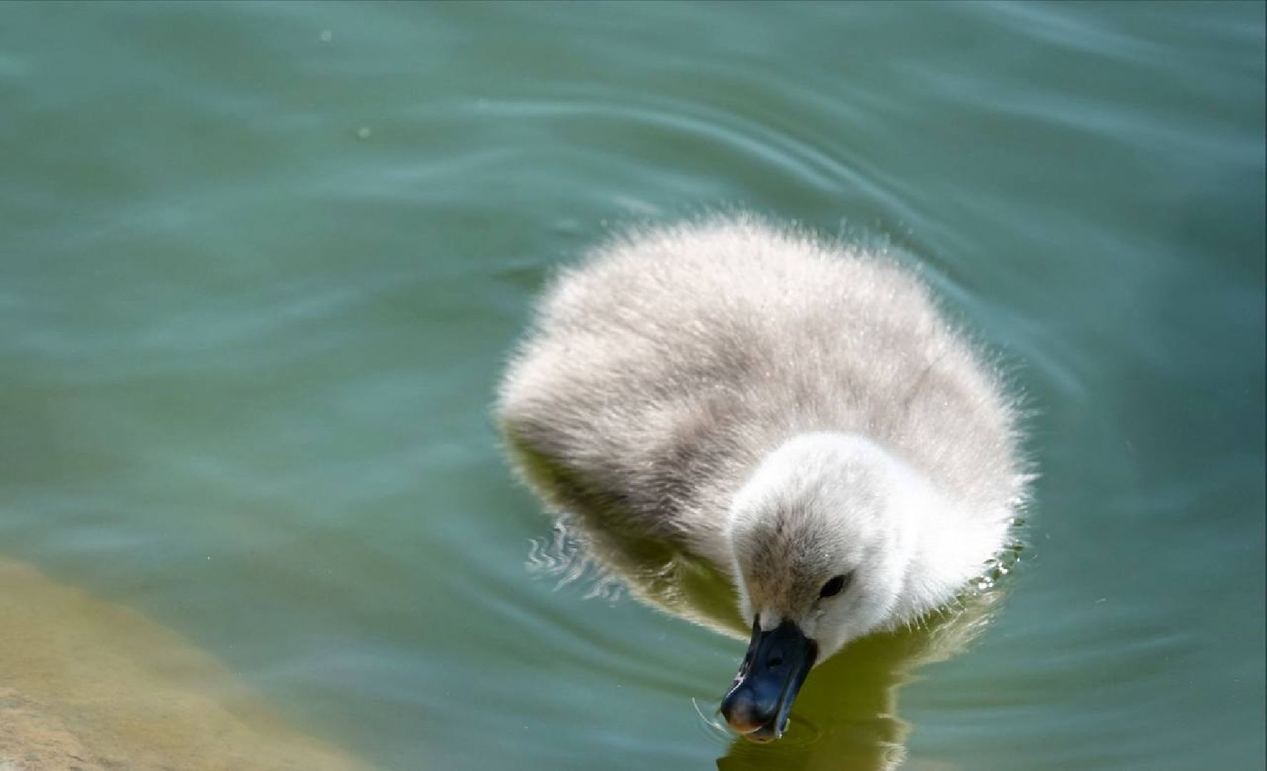 Радостная новость, Белые лебеди, Птицы, Общество, Эксклюзив,