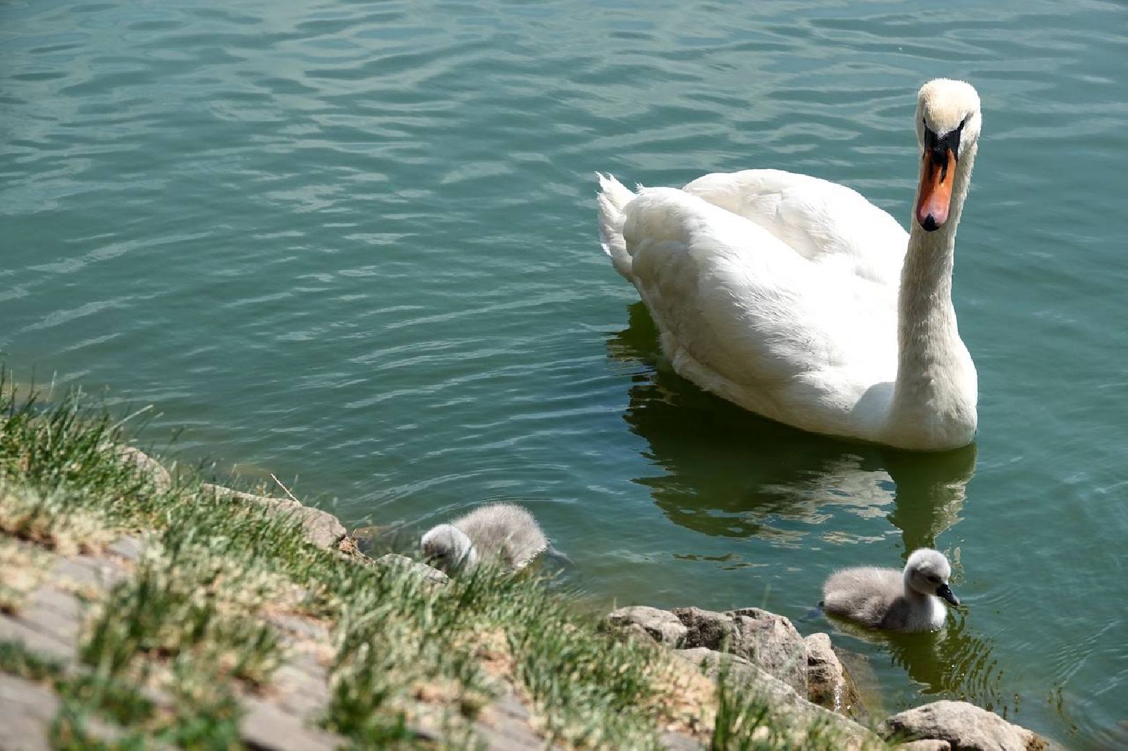 Радостная новость, Белые лебеди, Птицы, Общество, Эксклюзив,
