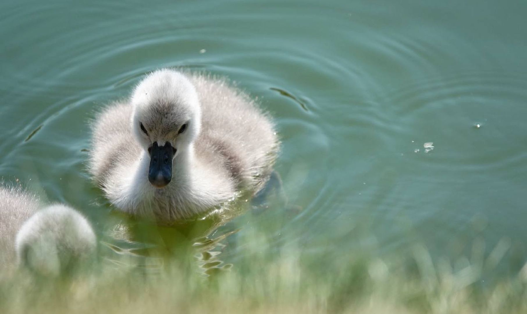 Радостная новость, Белые лебеди, Птицы, Общество, Эксклюзив,