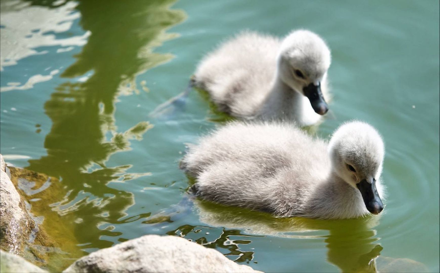 Радостная новость, Белые лебеди, Птицы, Общество, Эксклюзив,