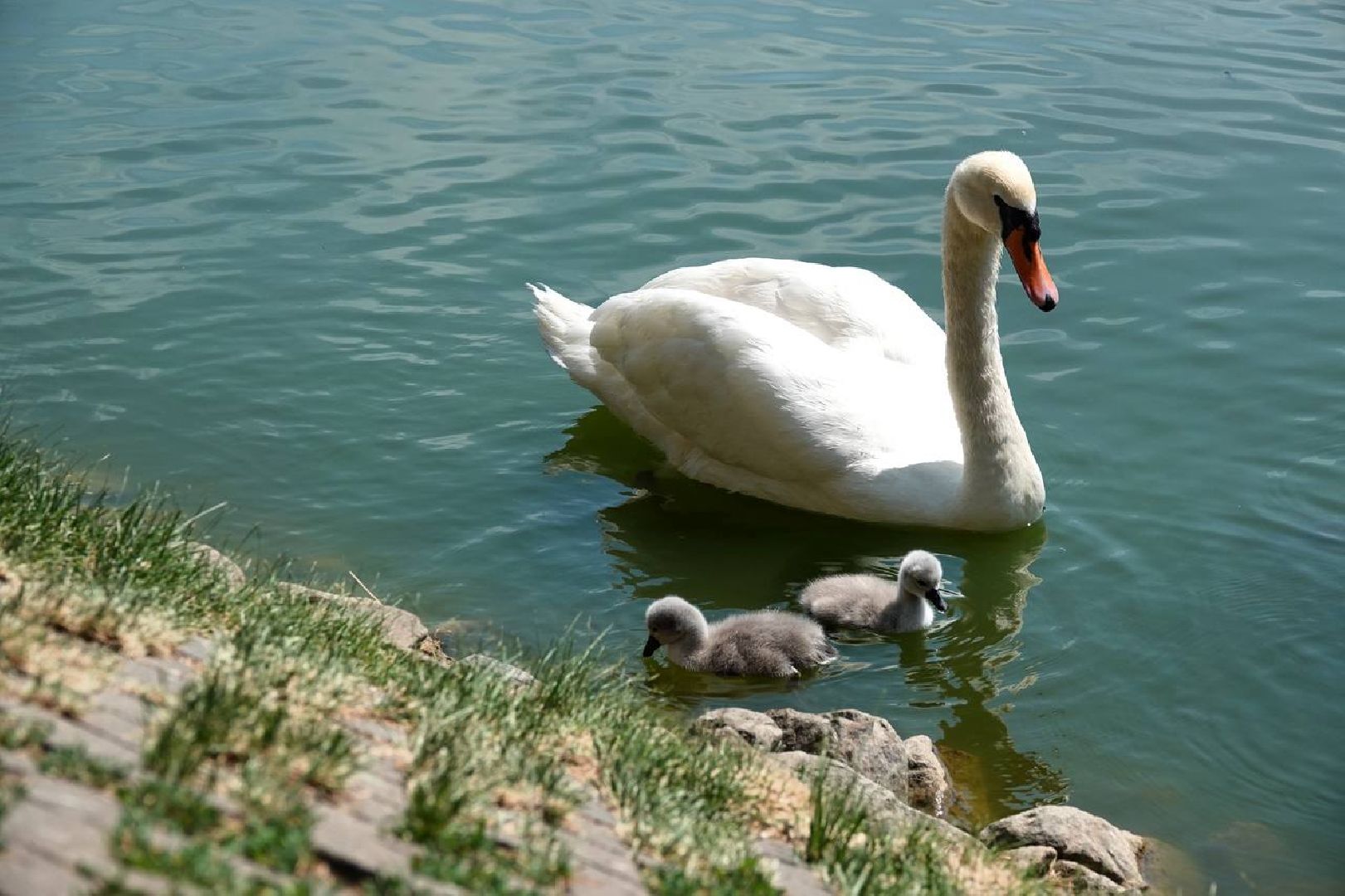 Радостная новость, Белые лебеди, Птицы, Общество, Эксклюзив,