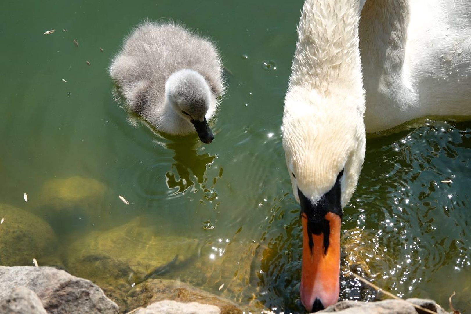 Радостная новость, Белые лебеди, Птицы, Общество, Эксклюзив,