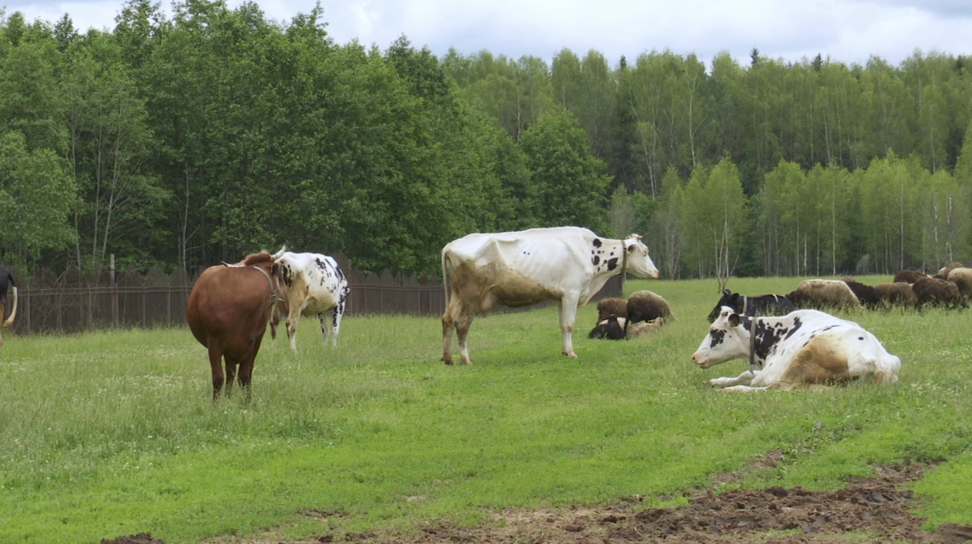 Клин, общество, экономика, сельское хозяйство, экотуризм,