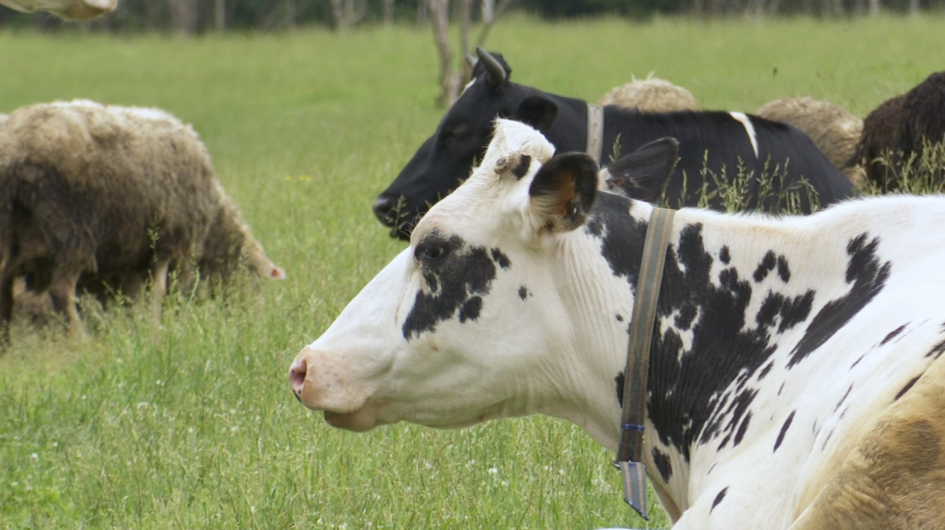 Клин, общество, экономика, сельское хозяйство, экотуризм,
