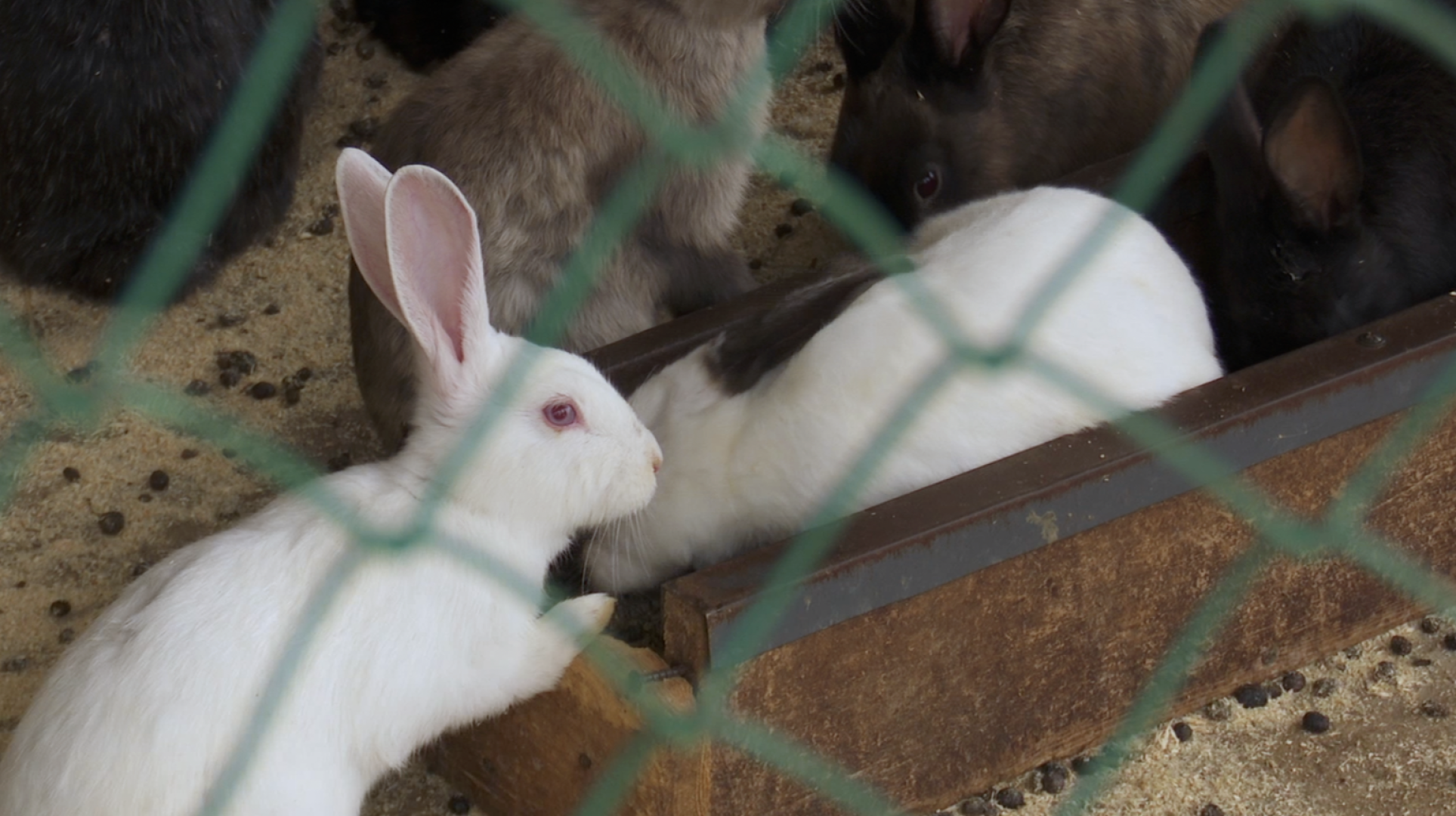 Клин, общество, экономика, сельское хозяйство, экотуризм,