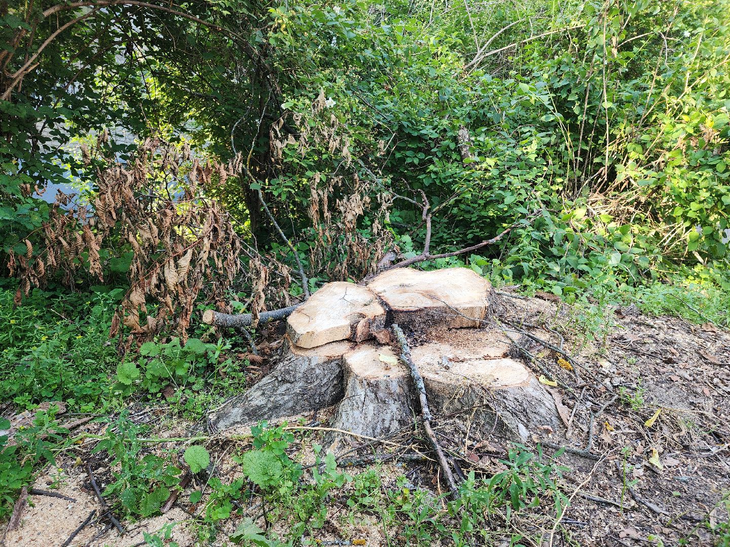 Черноголовка, Благоустройство, жкх, деревья,