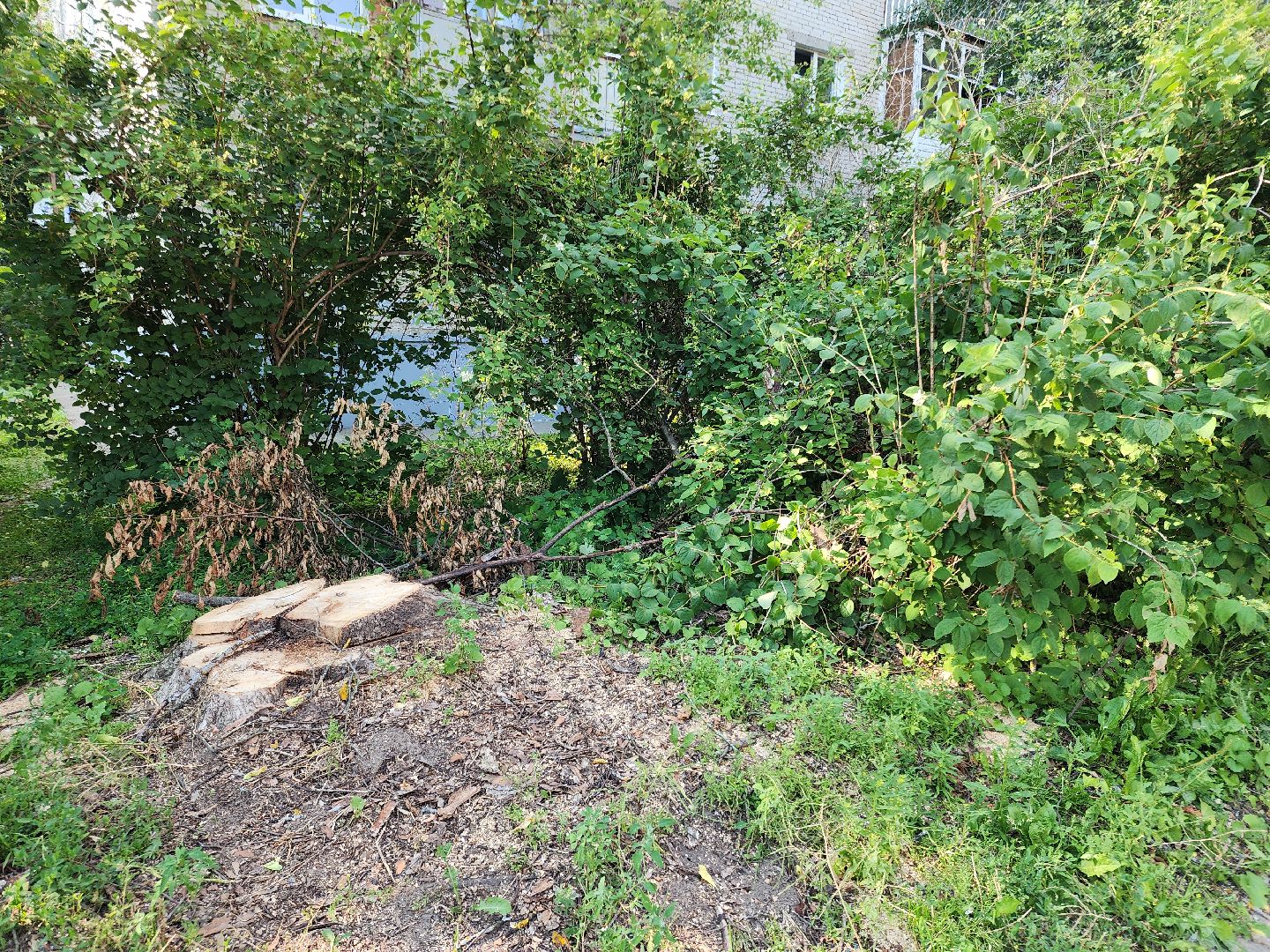 Черноголовка, Благоустройство, жкх, деревья,