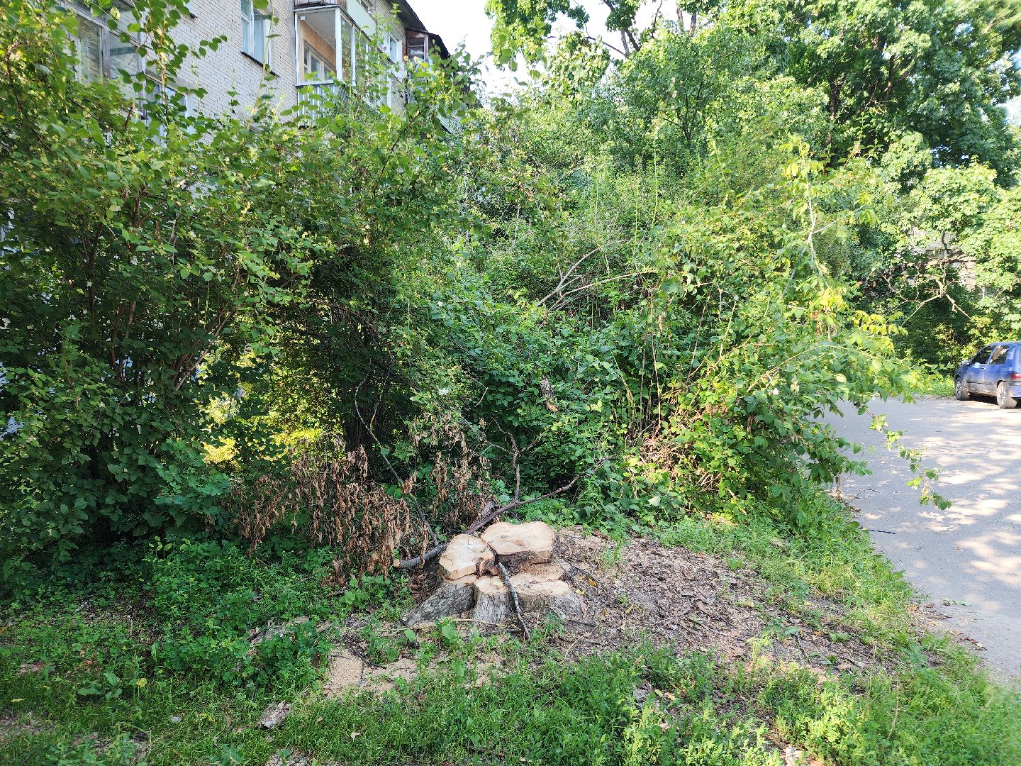 Черноголовка, Благоустройство, жкх, деревья,