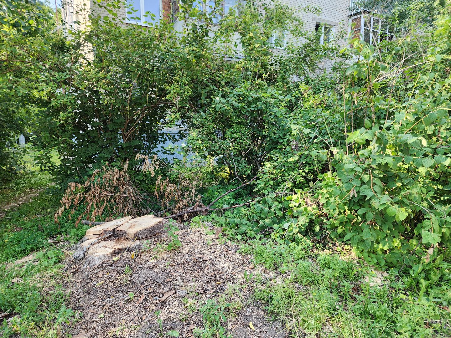 Черноголовка, Благоустройство, жкх, деревья,