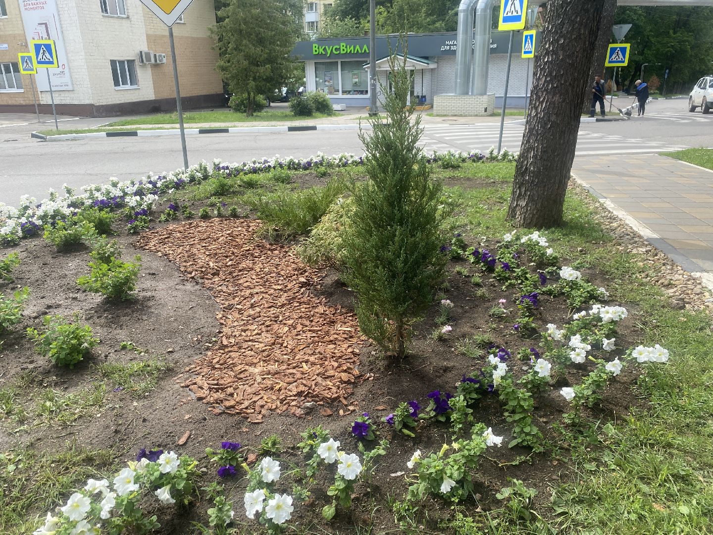 озеленение города, МБУ ЖКХ и благоустройство, Озеленение Власихи, цветочные композиции, цветочные клумбы,