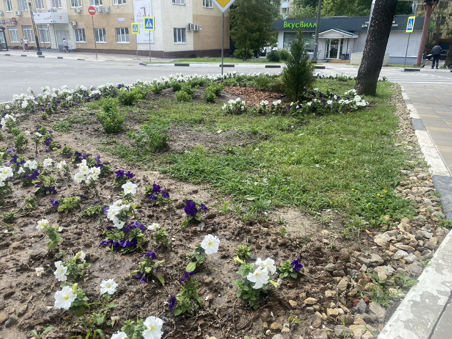 озеленение города, МБУ ЖКХ и благоустройство, Озеленение Власихи, цветочные композиции, цветочные клумбы,
