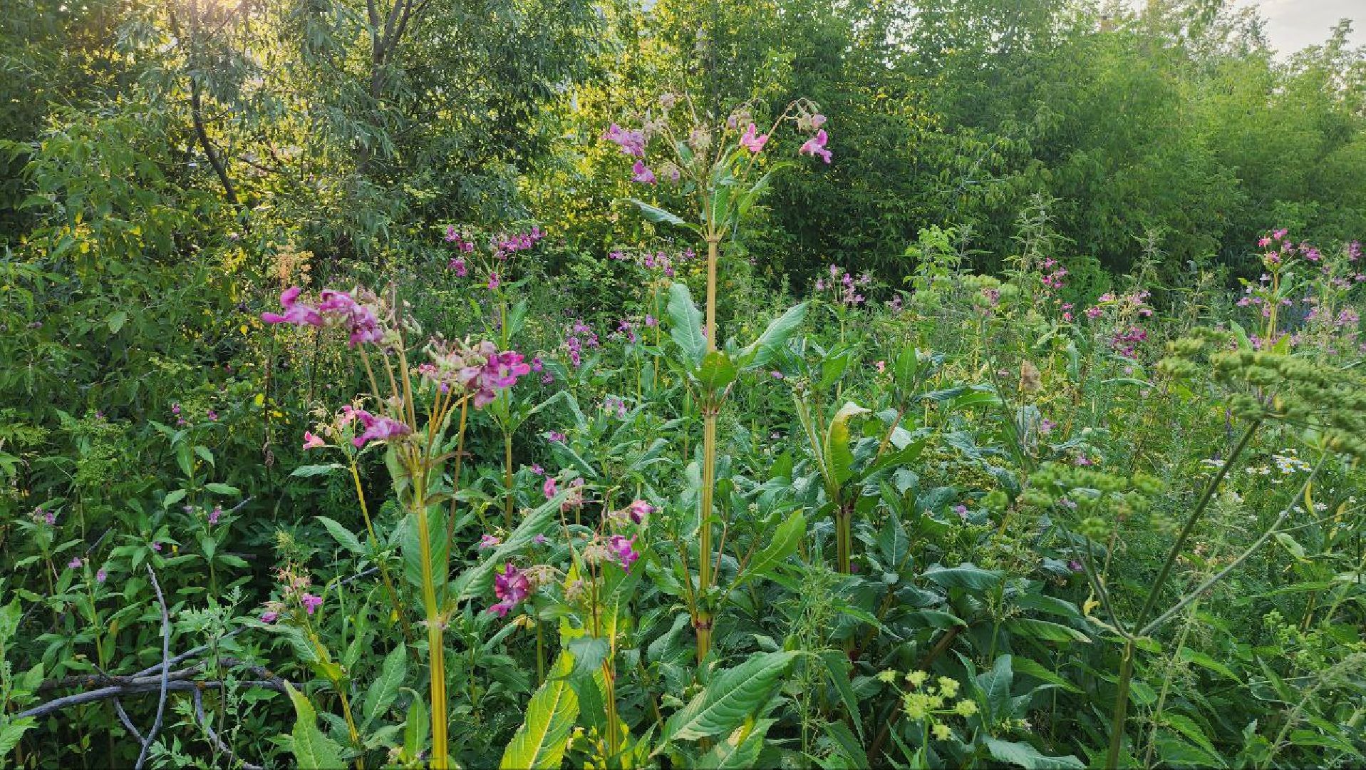 Люберцы, выездная администрация, глава городского округа люберцы владимир волков, благоустройство,