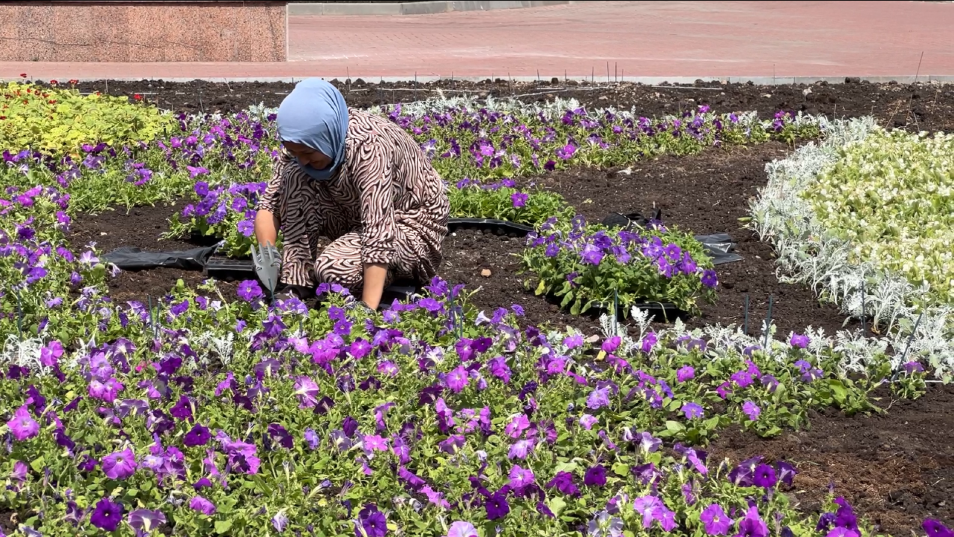 химки, благоустройство, клумбы, цветы, высадка цветов,