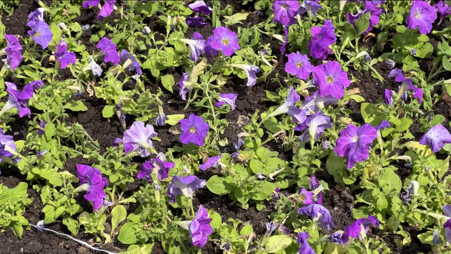 химки, благоустройство, клумбы, цветы, высадка цветов,